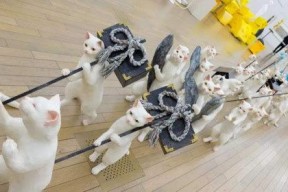 娱乐吃瓜君财神,揭秘娱乐圈背后的财富秘密